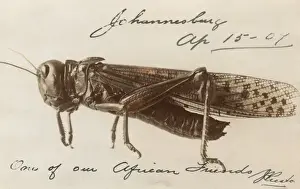 Locust Prints: South African Locust