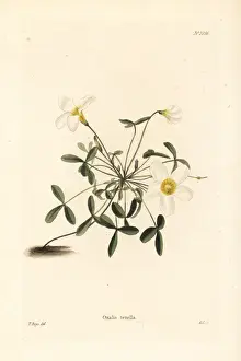 Oxalis Prints: South African oxalis, Oxalis tenella