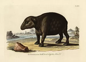 Naturae Collection: South American or Brazilian tapir, Tapirus