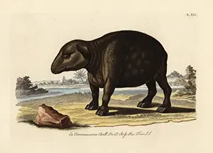 Naturalien Cabinet Prints: South American or Brazilian tapir, Tapirus