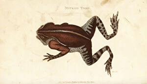 Rana Gallery: South American common toad, Rhinella margaritifera