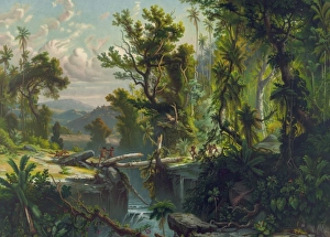 Amazonian Gallery: South American Forest