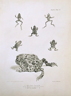 Anura Gallery: South American frogs and toads