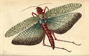 South american locust, Locusta cristata (Egyptian South american locust, Locusta cristata (Egyptian