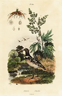 South American painted-snipe and Chinese rhubarb