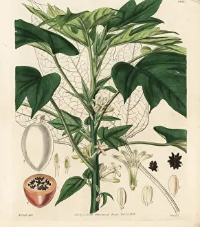 Papaw Prints: South American papaya, Carica monoica