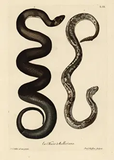 South American rattlesnake, Crotalus durissis