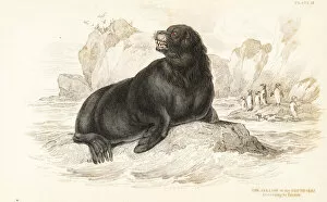 Amphibious Gallery: South American sea lion, Otaria flavescens