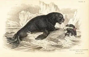 South American sea lion, Otaria flavescens
