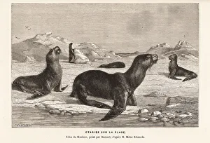 Edited Prints: South American sea lions basking on a beach