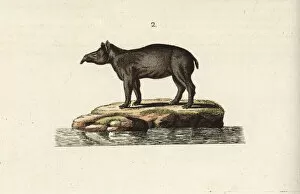 Kinder Collection: South American tapir