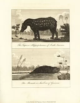 Narrative Collection: South American tapir and manati