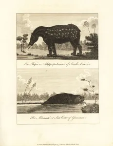 Negroes Prints: South American tapir and manati