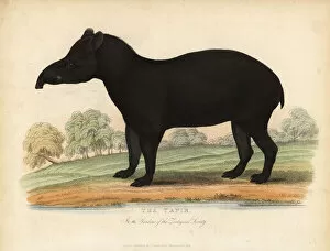 Images Dated 28th January 2019: South American tapir, Tapirus terrestris, vulnerable