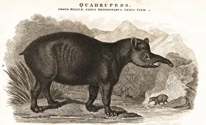 Woodford Prints: South American tapir, Tapirus terrestris