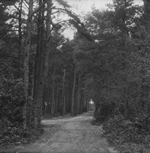 South Coast of England - Fir Tree Avenue