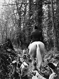 Fox Hunting Collection: South Devon Foxhounds follow a trail