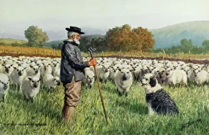 Sheepdog Prints: South Downs Shepherd, Sussex
