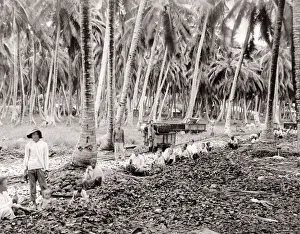 South East Asia - farm workers sorting crop