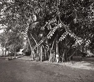 South East Asia - (Malay peninsula?) - India rubber tree