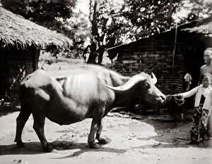 Bovine Prints: South East Asia, probably Singapore - water buffalo