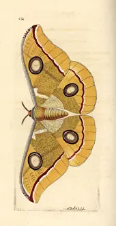 South India small tussore, Antheraea paphia