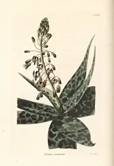 South Indian squill, Ledebouria revoluta