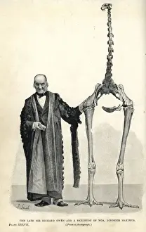 Paleontology Prints: South Island giant moa, Dinornis robustus