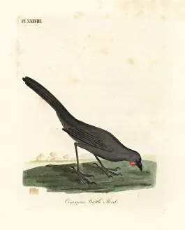 South Island kokako, Callaeas cinerea cinerea, extinct