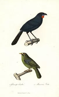 Viridis Collection: South Island kokako (extinct) and bell miner