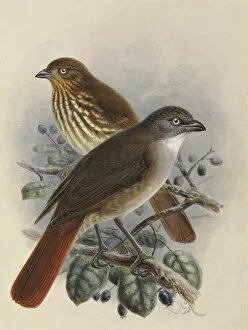 A History Of The Birds Of New Zealand Gallery: South Island & North Island Piopio