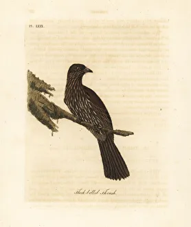 Latham Collection: South Island piopio, Turnagra capensis. Extinct