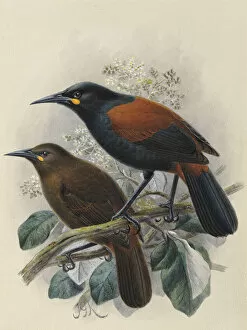 A History Of The Birds Of New Zealand Gallery: South Island Saddleback Tieke