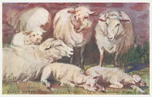 Southdown Sheep
