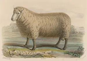 1840 Prints: Southdown Sheep
