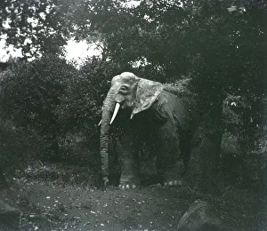 Images Dated 21st May 2020: Southend - Never Never Land - Jumbo