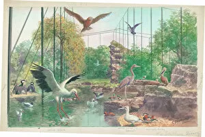Stork Gallery: The Southern Aviary at London Zoo