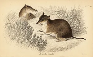 Marsupiata Prints: Southern brown bandicoot, Isoodon obesulus. Endangered