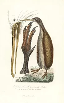 Kiwi Collection: Southern brown kiwi or tokoeka, Apteryx australis