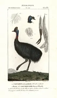 Southern cassowary, Casuarius casuarius Vulnerable
