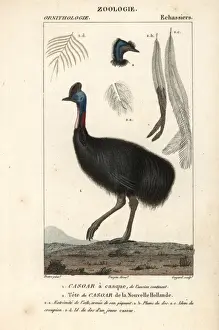 Casuarius Prints: Southern cassowary, Casuarius casuarius Vulnerable