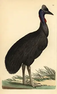 Southern cassowary, Casuarius casuarius Vulnerable