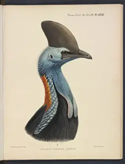 Southern cassowary by JG Keulemans