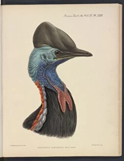 John Gerrard Keulemans Collection: Southern cassowary by JG Keulemans