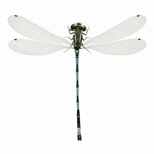 Damsel Collection: Southern Damselfly