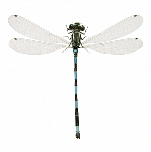 Odonata Collection: Southern Damselfly