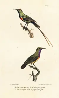 Completes Prints: Southern double-collared sunbird and purple-throated sunbird