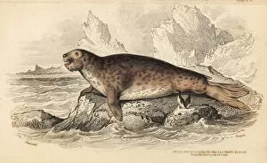 Amphibious Gallery: Southern elephant seal, female, Mirounga leonina