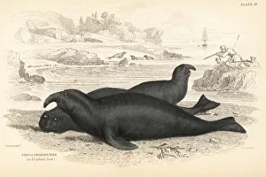 Carnivora Collection: Southern elephant seal, male, Mirounga leonina