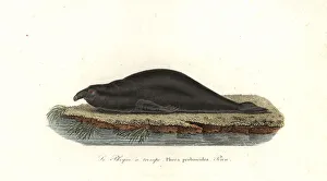 Phoca Collection: Southern elephant seal, Mirounga leonina